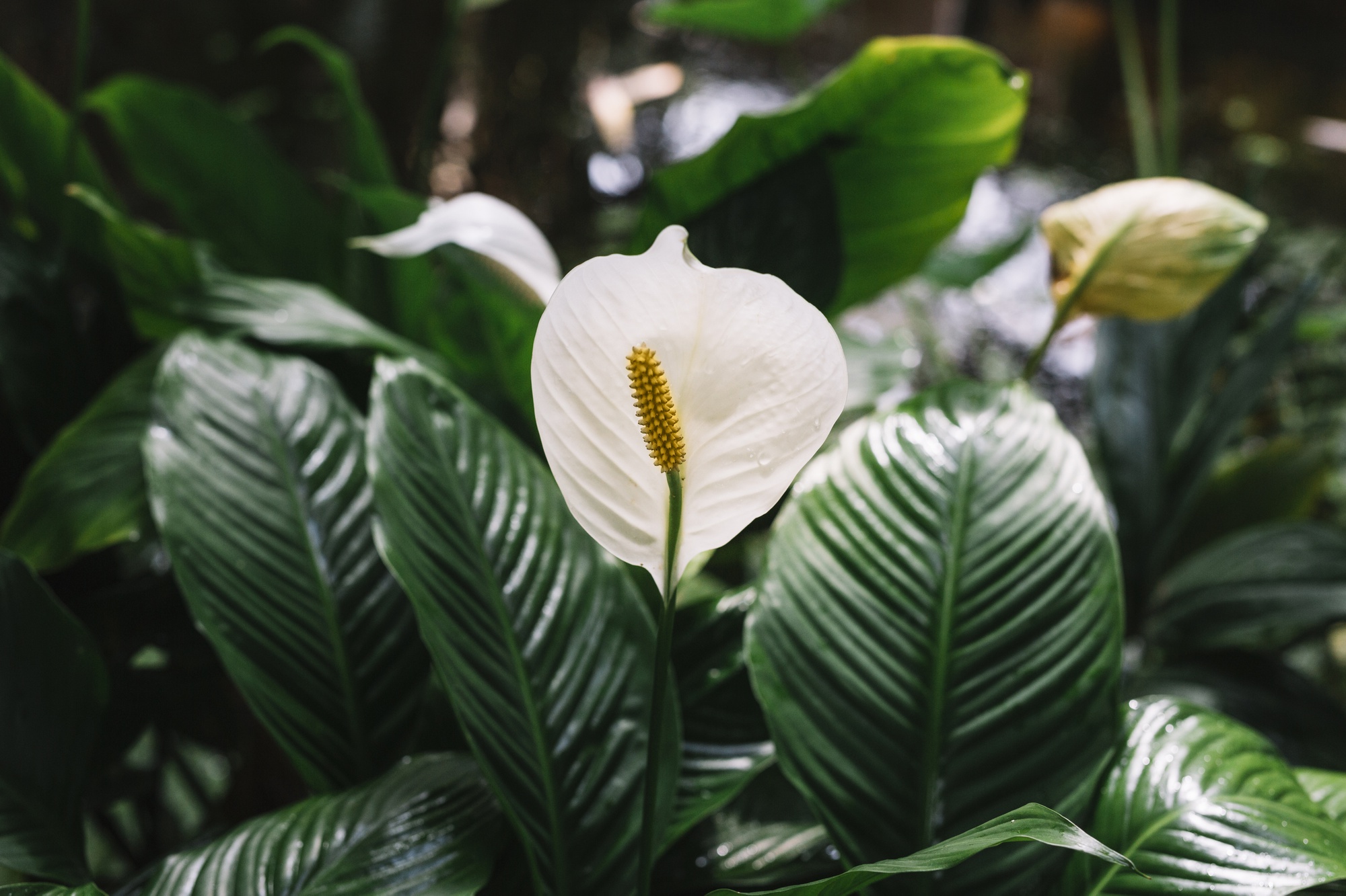 7 plantas que purificam o ar e deixam sua casa mais saudável e acolhedora