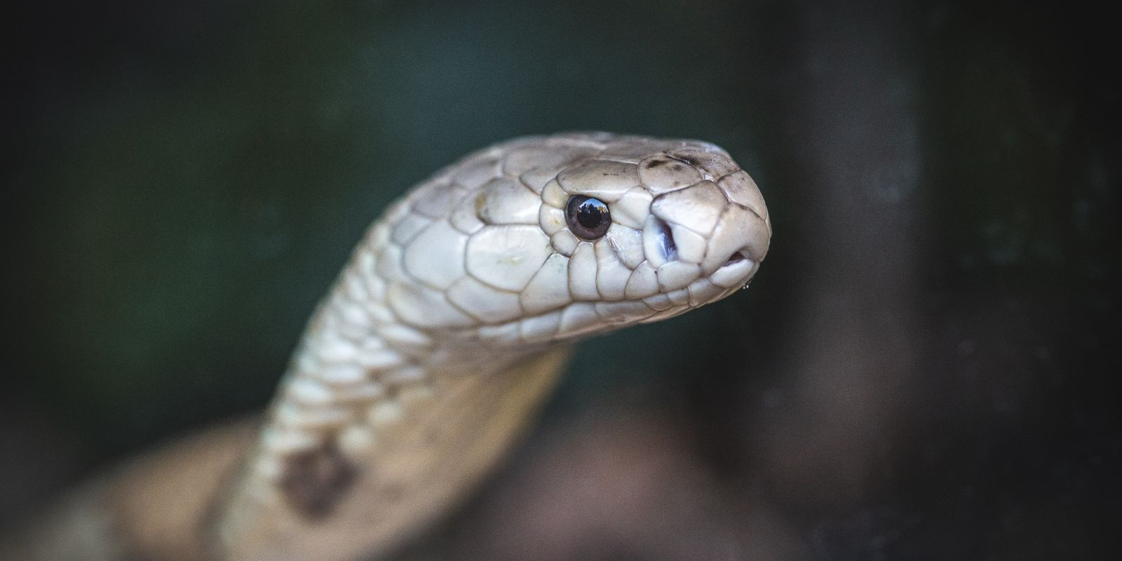 Estudo prevê substituição de roedor em testes antiveneno de serpentes