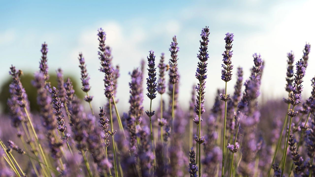 Lavanda: como o aroma age no cérebro para reduzir a ansiedade