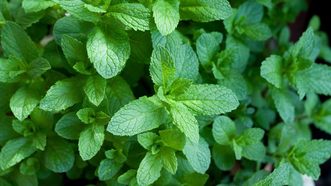 Menta: o alívio natural para tosse e congestão nasal