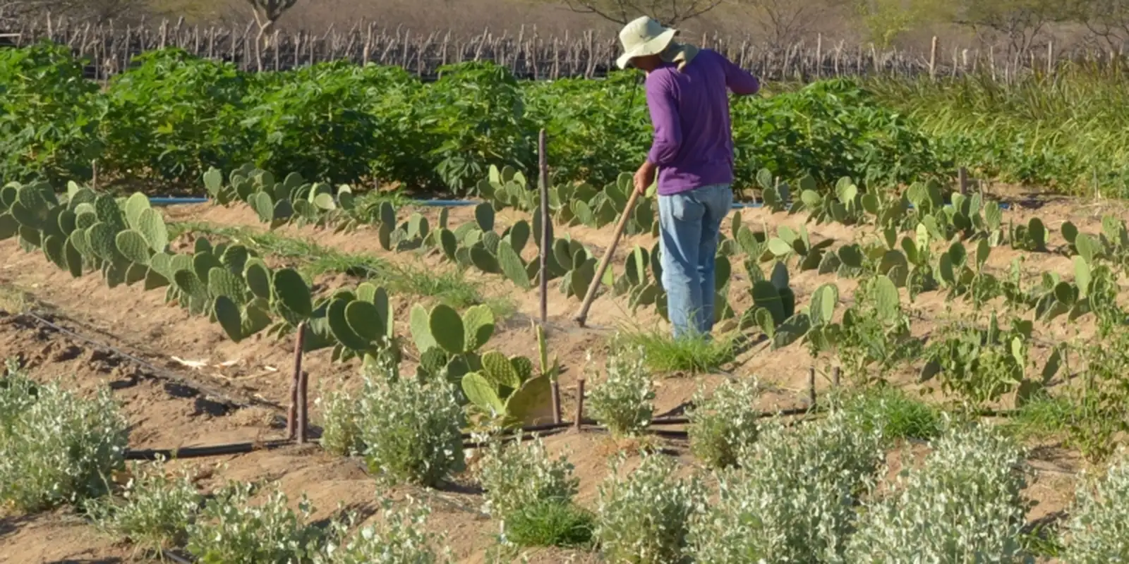 Cmn facilita acesso a crédito rural para comunidades tradicionais
