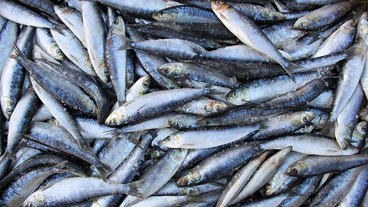 Sardinha ou atum: entenda as diferenças e escolha a melhor opção
