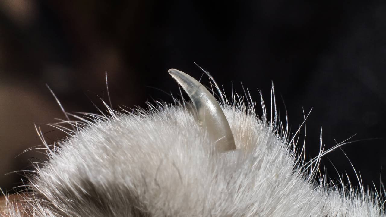Aparar as unhas do gato: guia completo para tutores