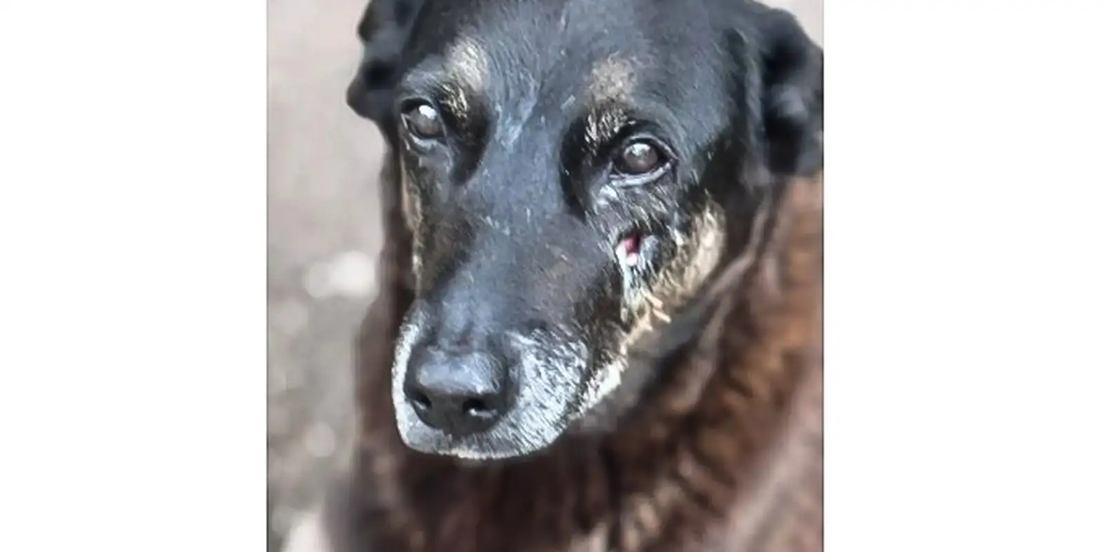 Morte do cão Orelha em SC: o que se sabe sobre o caso que chocou o país