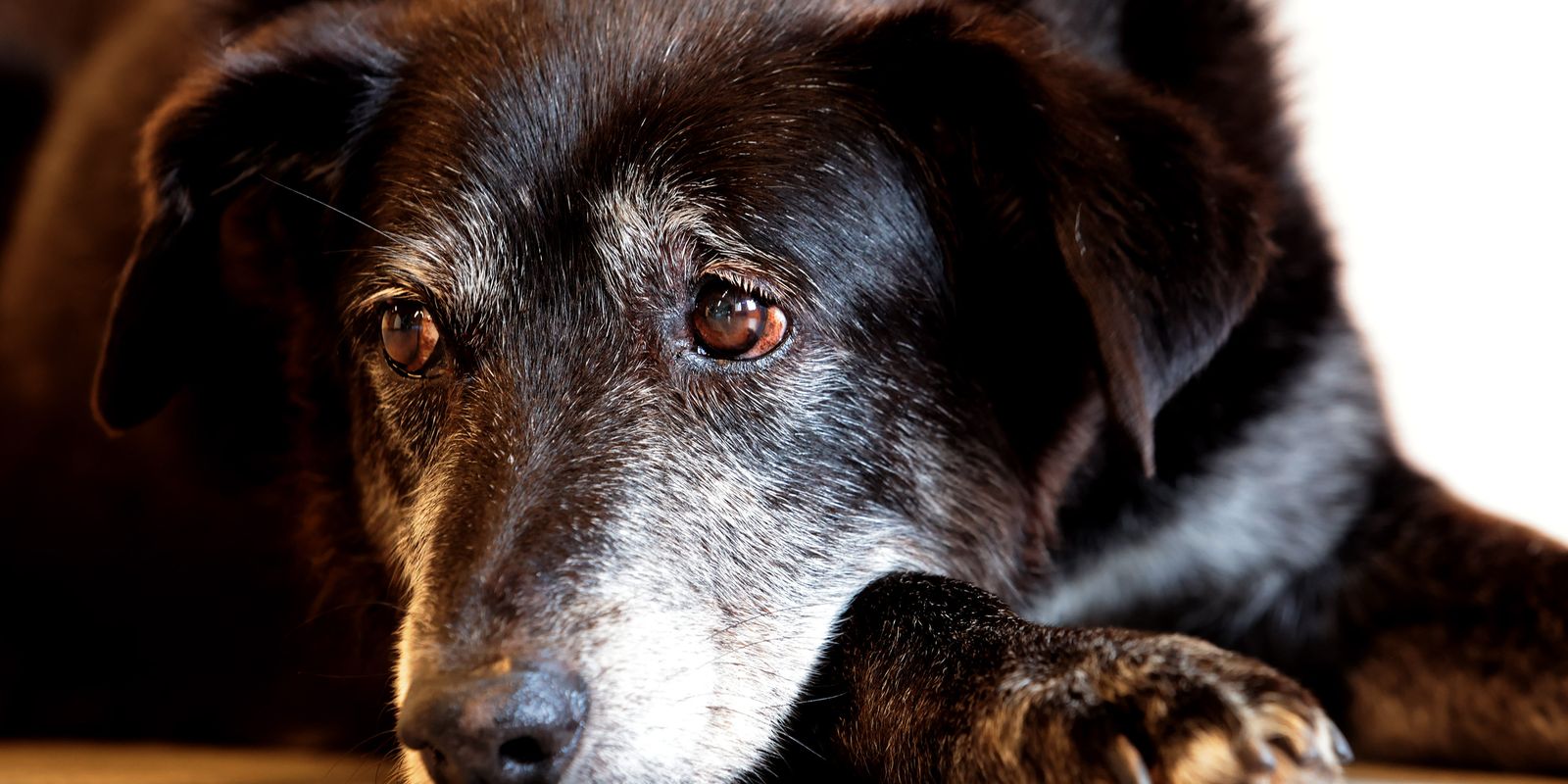 Comerciante é condenado a mais de 5 anos por maus-tratos e venda ilegal de cães em São Paulo