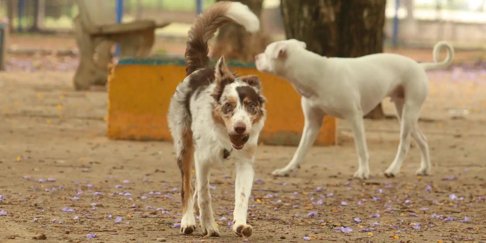 Mais de 300 pets esperam por você em megaevento de adoção em São Paulo