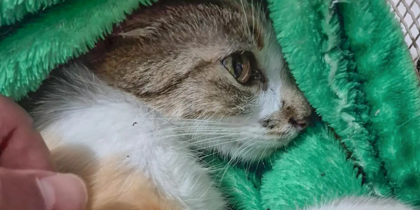 Mulher presa após arremessar gata do 12º andar em Curitiba: animal sobrevive com ferimentos graves