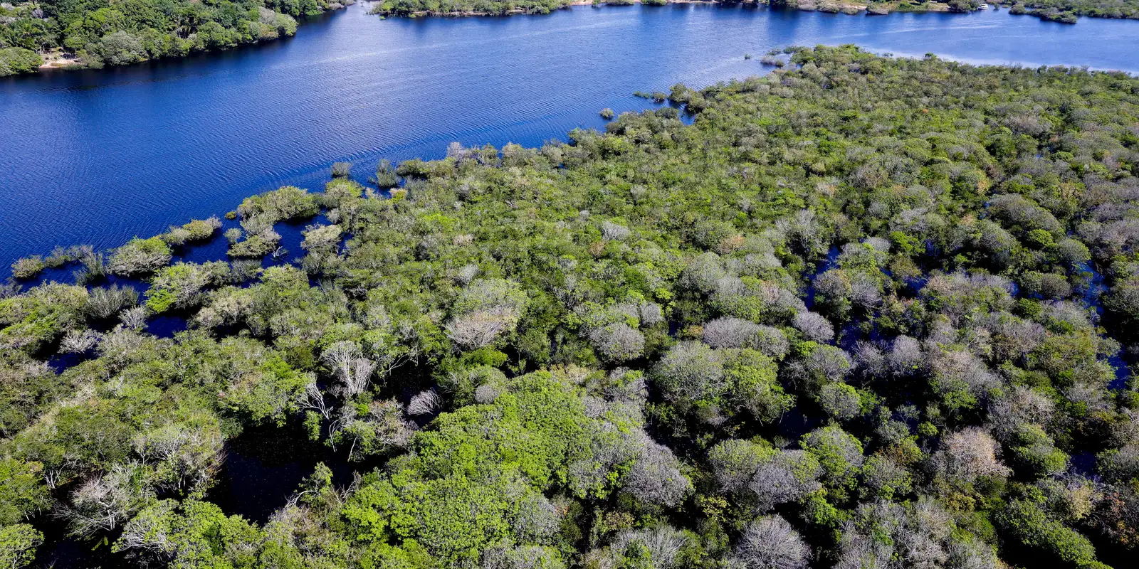 Edital de R$ 131,9 milhões: governo busca organizações para proteger a Amazônia; prazo final em 2 de março