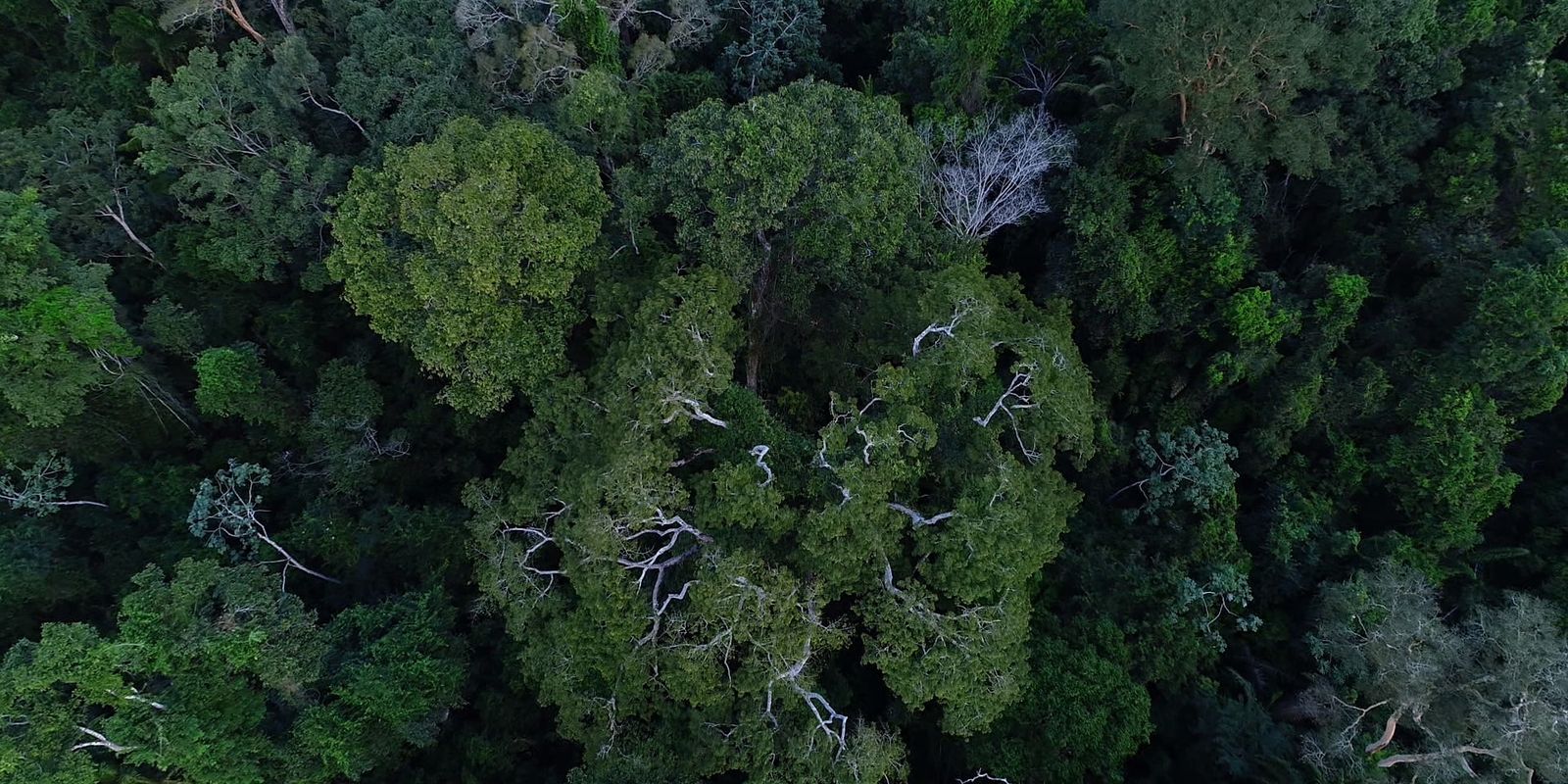 Programa milionário reduz em 70 municípios incêndios na Amazônia