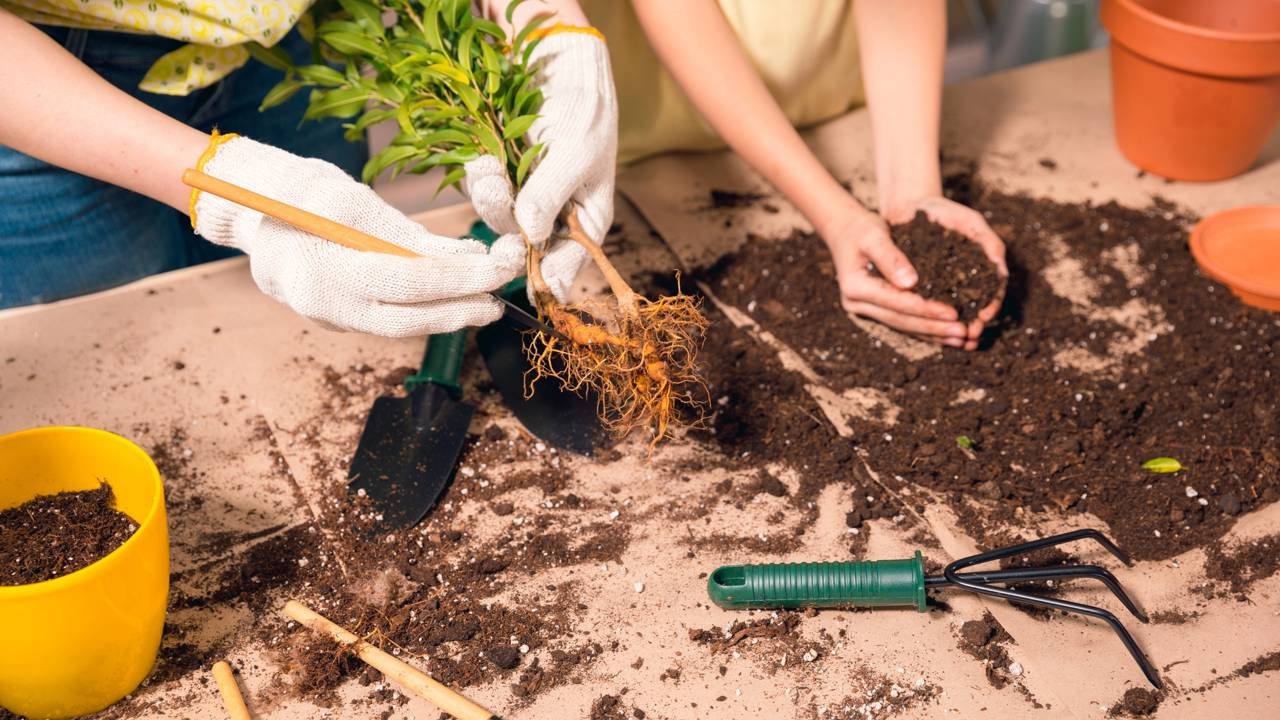 Seu jardim esconde perigos? Descubra 5 erros que ameaçam crianças e pets