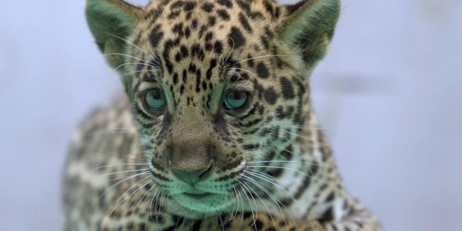Filhote de onça-pintada do BioParque Vale Amazônia ganha nome Xingu e já encanta a web