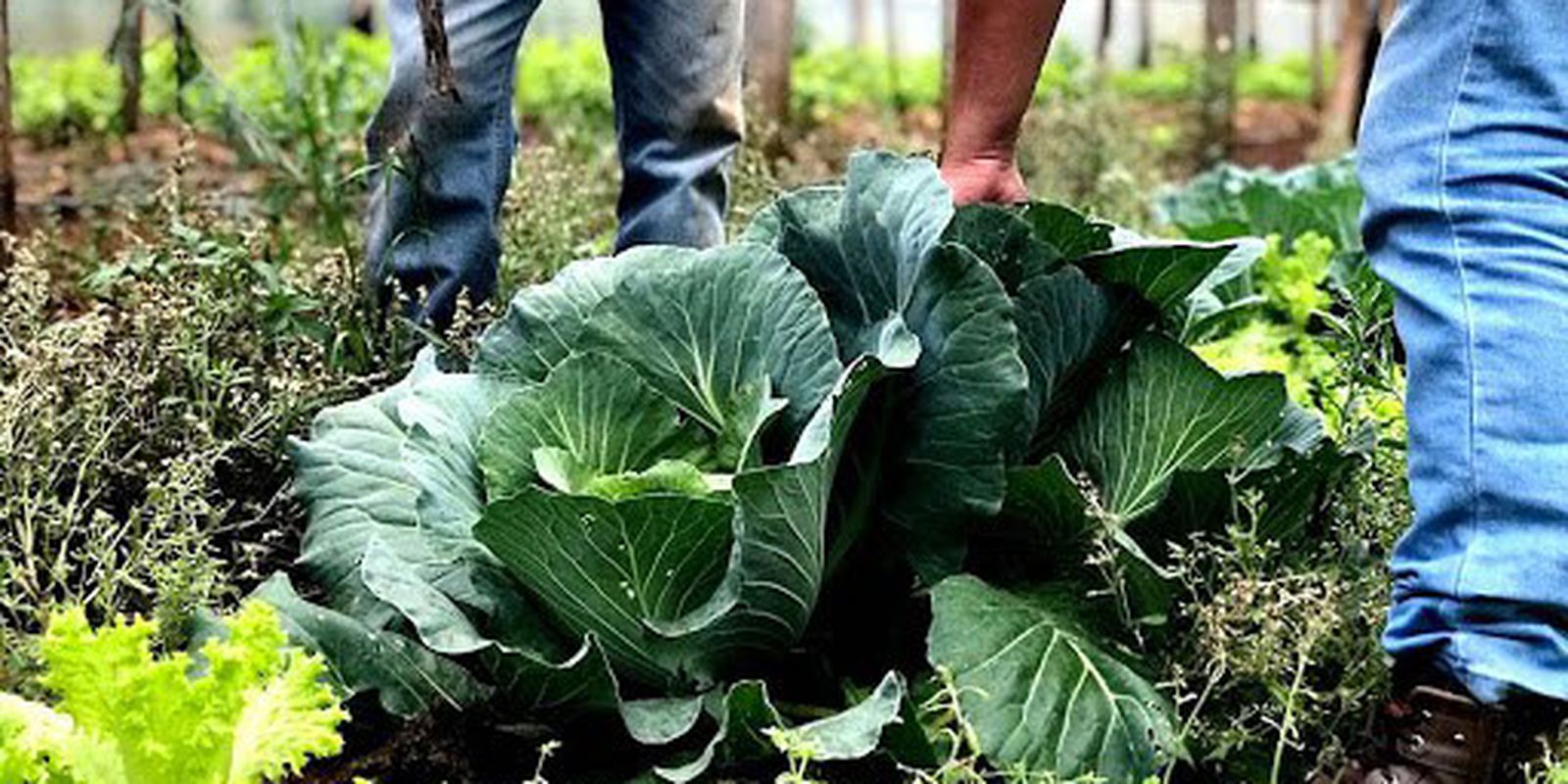 Seu município pode ter verba para alimentos em 2026: prazo aberto para o PAA