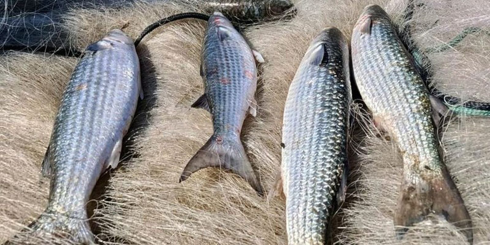 Pesca de tainha por arrasto de praia é suspensa a partir deste domingo