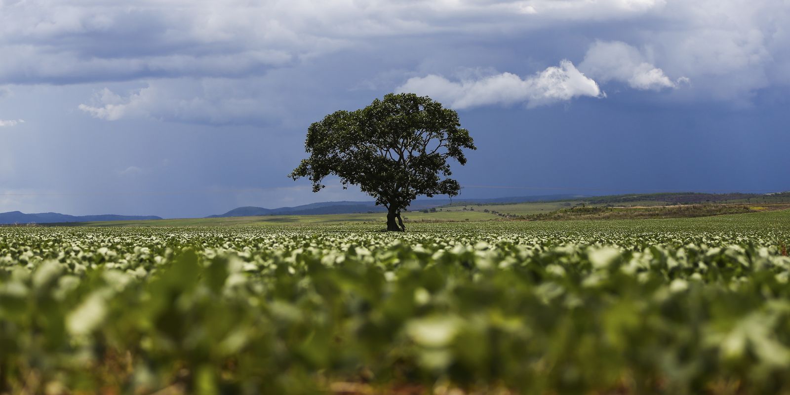 R$ 92,4 bilhões em crédito rural foram parar em fazendas com alertas de desmatamento, revela estudo