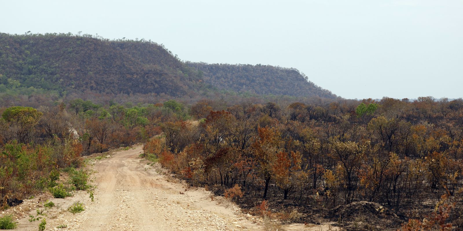 Brasil perde 14% da vegetação nativa e fica mais exposto ao El Niño, revela MapBiomas
