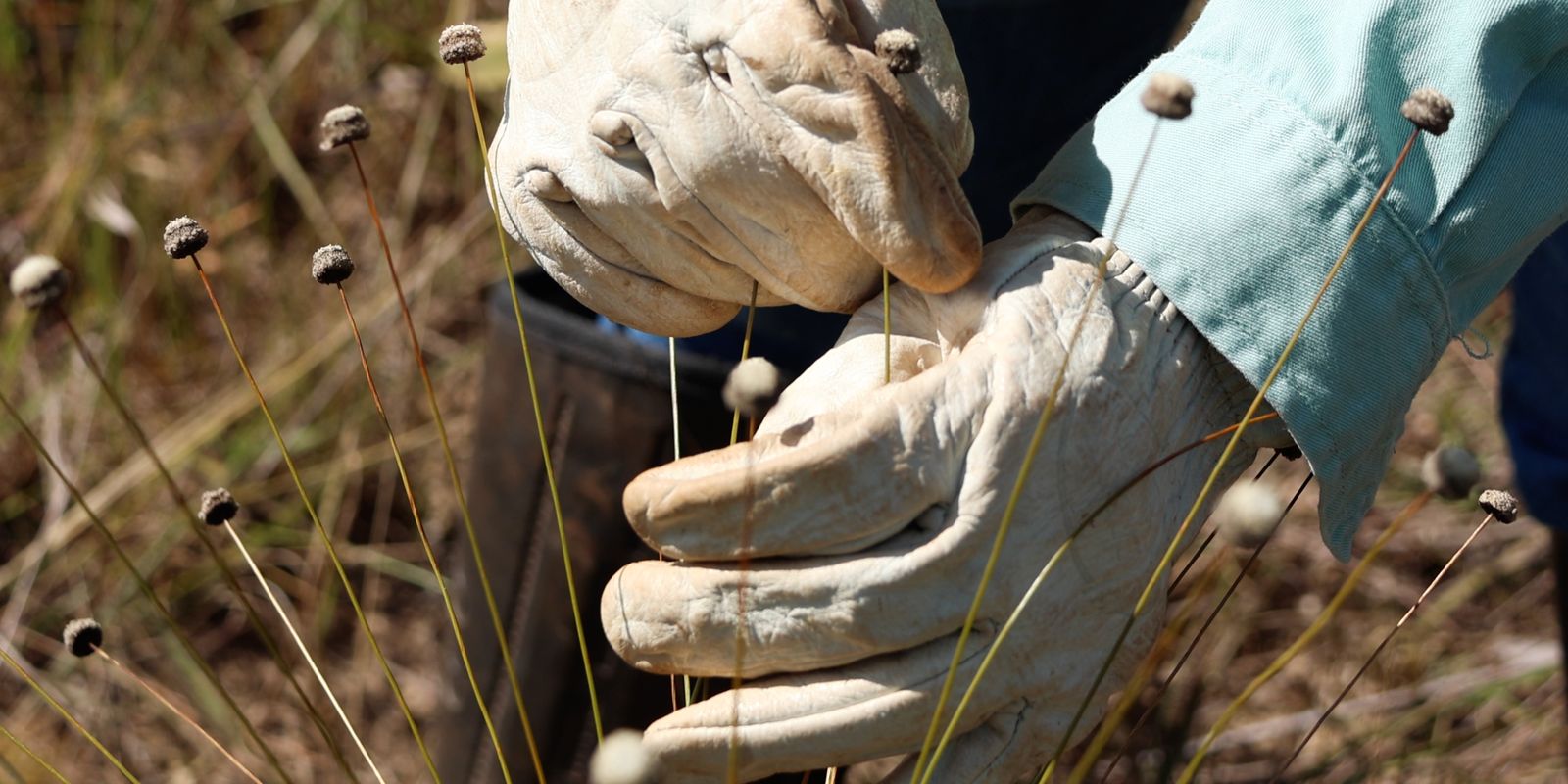 Plantas consideradas extintas há 30 anos são redescobertas em Minas Gerais