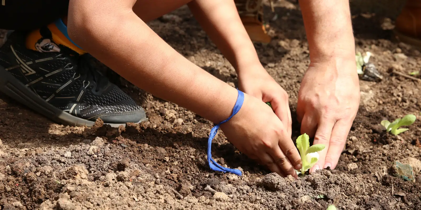 Eleições 2024: entidades de SP cobram apoio de candidatos à agroecologia