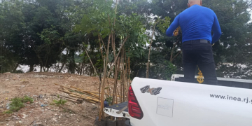 Arborização avança na recuperação ambiental das margens do Rio Paraíba do Sul