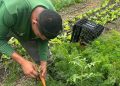 Em uma semana Maricá beneficia 200 pessoas com 275 quilos de hortaliças sem agrotóxicos
