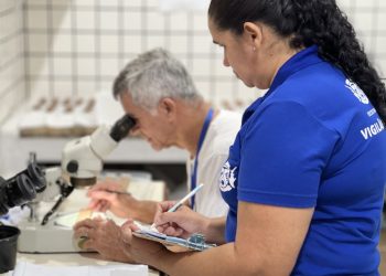 Rio das Ostras utiliza armadilhas de ovos para mapear e combater focos de dengue