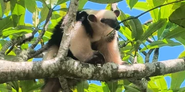 Tamanduá-mirim e lagartos são devolvidos à natureza em Cabo Frio após resgate